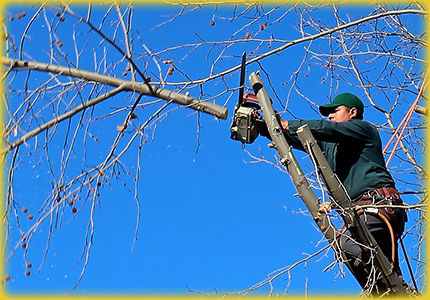 Tree & Shrub trimming