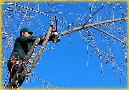 Tree & Shrub trimming Rochester, NY