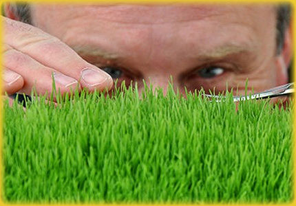 Turf Services