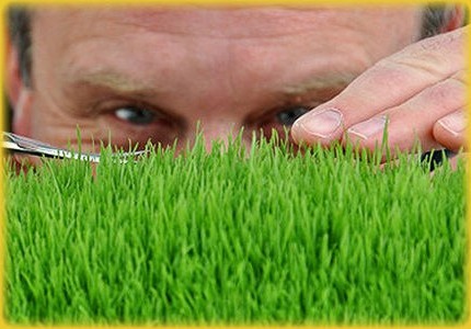 Turf Services Rochester, NY